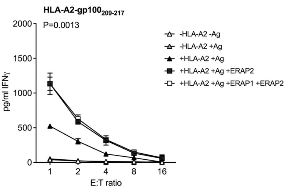 ERAP2-dependent T cell recognition.jpg